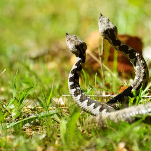 Avertisment de la Serviciul Salvamont Caraș-Severin privind viperele în zonele montane