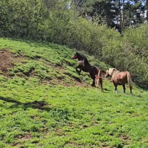 Furt șocant la o fermă din Luna de Sus, județul Cluj