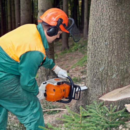Un clujean a tăiat 28 de copaci într-o singură zi
