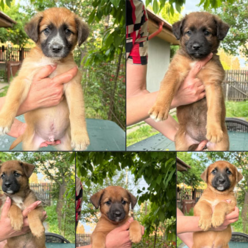 Puii de câine abandonați din Măgurele au nevoie de case iubitoare