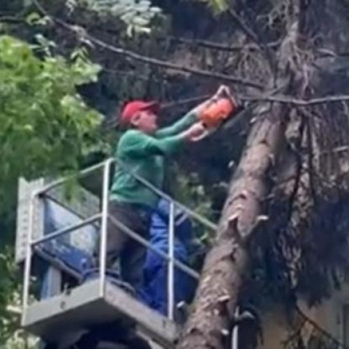 Posibil risc de incendiu în Gheorgheni din cauza unui copac crescut necontrolat