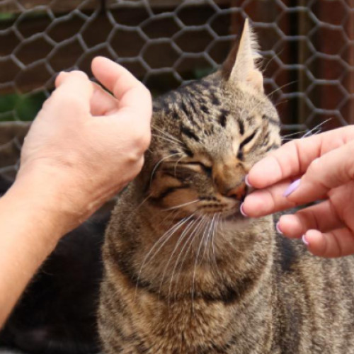 Clujenii pot ajuta pisicile fără stăpân prin programul de sterilizare