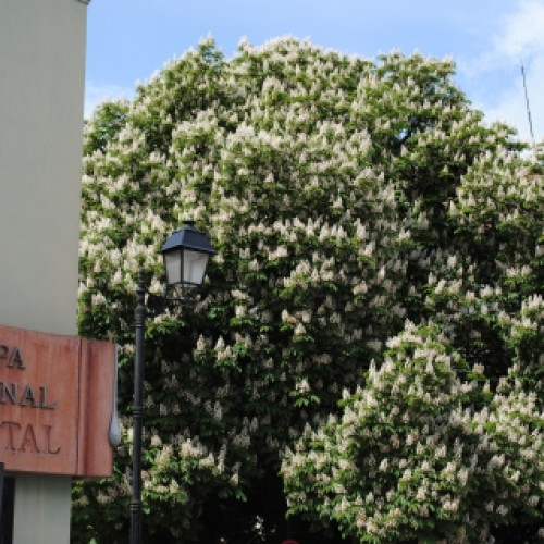 Închiderea casieriilor S.C. VITAL S.A. în perioada 1-2 Mai 2025