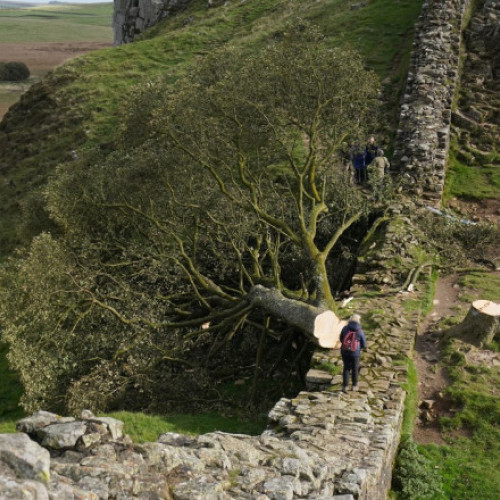 Doi bărbați judecați pentru doborârea unui copac celebru din Anglia