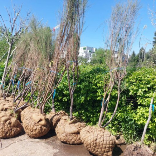 Lucrări de plantare în Parcul Circului din București