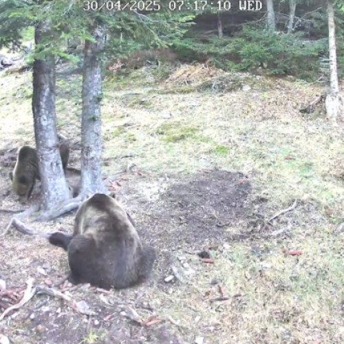 Doi urși surprinși în timp ce se bucurau de o masă copioasă în pădurile din Cluj