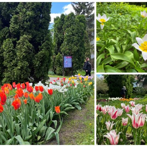 Clujenii pot admira lalelele la Grădina Botanică în minivacanța de 1 Mai