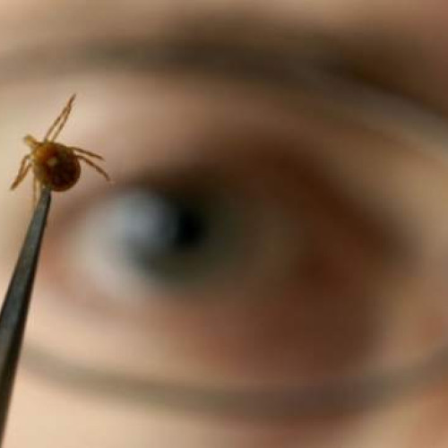 Ce trebuie să faci dacă te mușcă o căpușă