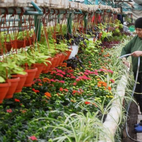 Primăria Sectorului 6 oferă gratuit 40.000 de răsaduri pentru