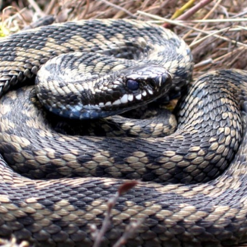 Sezonul viperelor a început în județul Arad