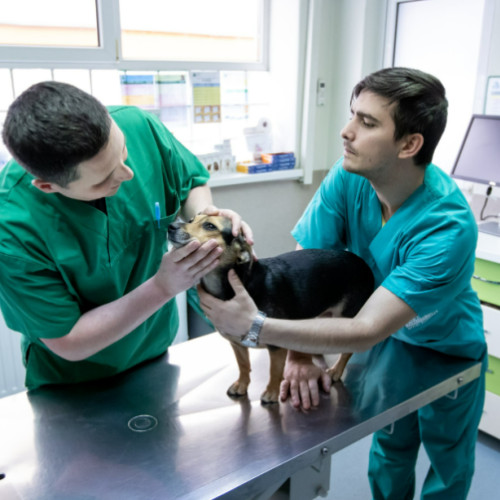 Guvernul României reduce tarifele medicilor veterinari pentru a sprijini lupta împotriva febrei aftoase