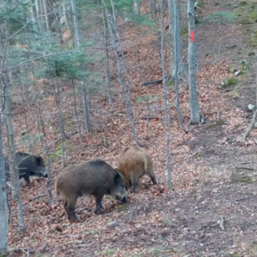 Virusul pestei porcine africane confirmat în Vrancea