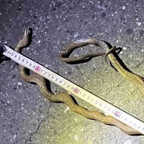 Oprirea liniei de trenuri Shinkansen din Japonia din cauza unui șarpe