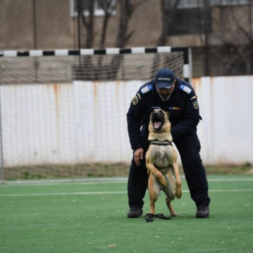 ASPA București omagiază câinii utilitari de Ziua Internațională a Muncii