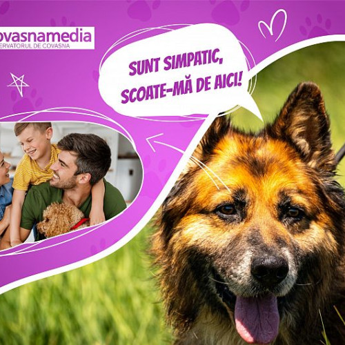 Otto, un cățel care așteaptă o familie