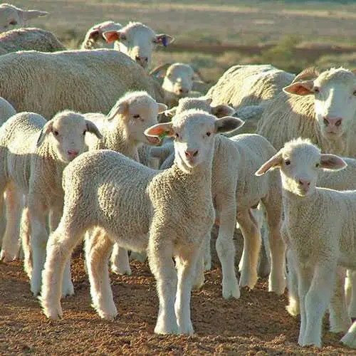 Peste 11.000 de miei sacrificați în Botoșani pentru Paște