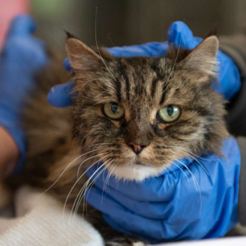 Pisica supraviețuiește după o cădere de 115 metri, în urma unei tragedii