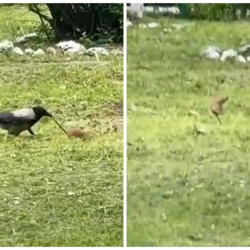 Lupta neașteptată între o cioară și un șobolan, surprinsă în Cluj-Napoca