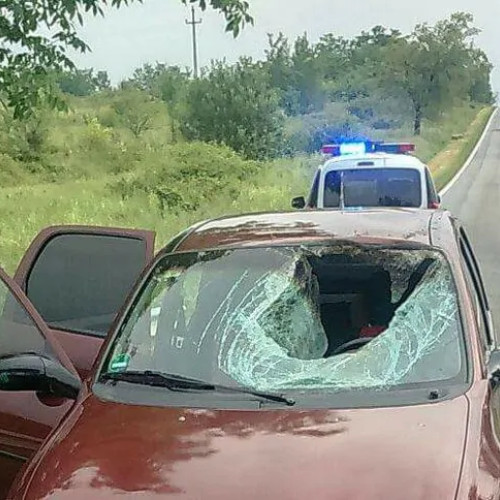 Botoșănean dat în judecată CNAIR după un accident cu o căprioară