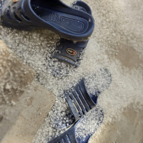 Plopii generatori de puf din Galați creează probleme cetățenilor