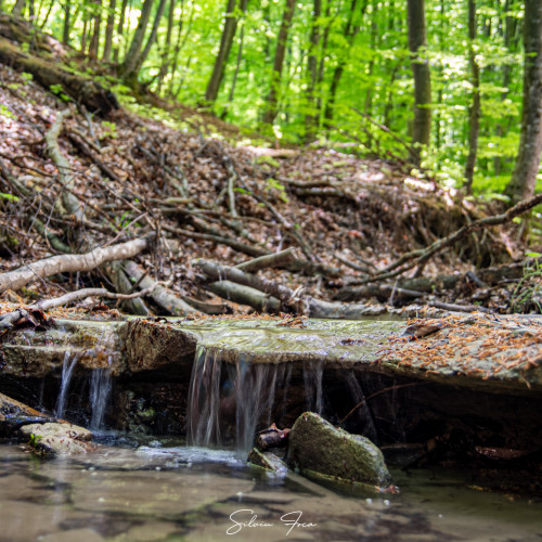 Imagini fascinante cu Cheile Bahluiului surprinse de fotograful Silviu Foca
