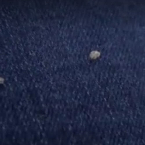 Clujenii se plâng de invazia tigru de platan pe balcoane