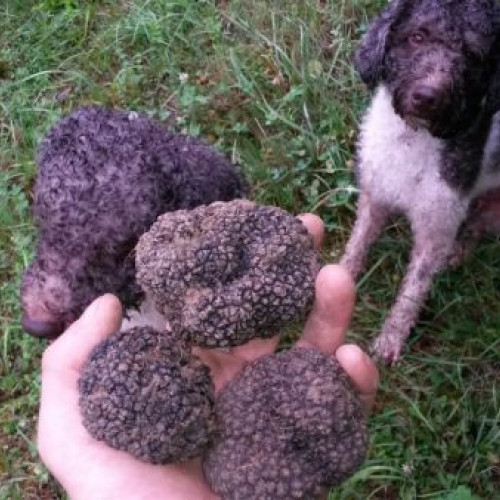 Licitație publică pentru recoltarea trufelor comestibile în Botoșani