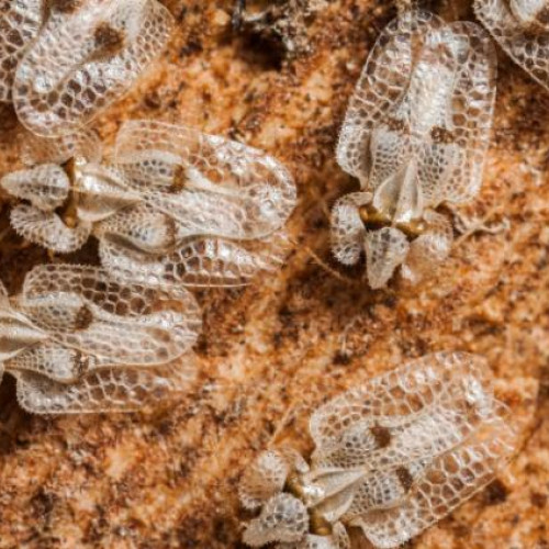 Invazie de tigrul de platan în cartierele Mărăști și Mănăștur din Cluj-Napoca