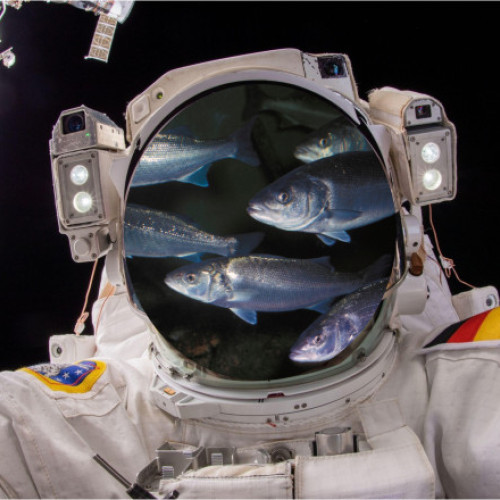 Bibanii de mare vor fi crescuți în spațiu pentru viitorii astronauți