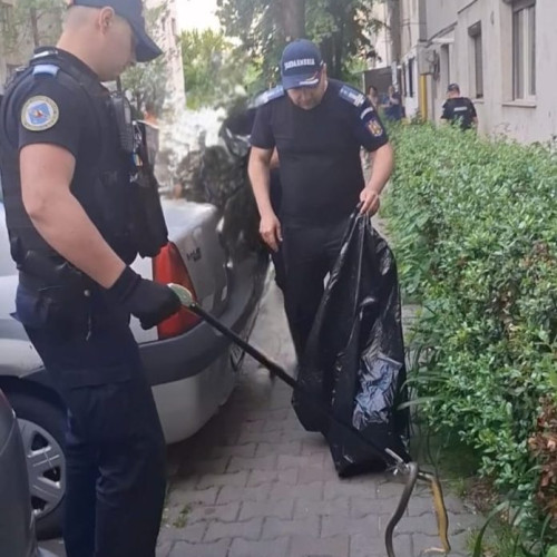 Jandarmii intervin pentru a prinde un șarpe pe Aleea Stadionului din Focșani