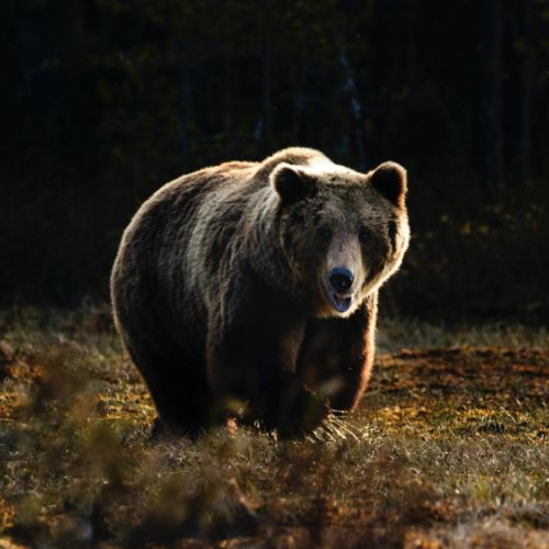 Urs observat în comuna Feleacu, județul Cluj