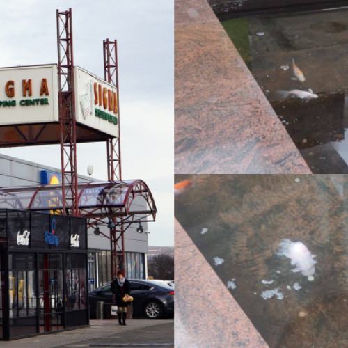 Condiții neadecvate pentru peștii koi la Sigma Shopping Center din Cluj-Napoca