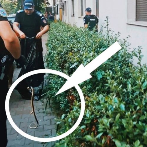 Intervenție a jandarmilor în Focșani pentru capturarea unui șarpe