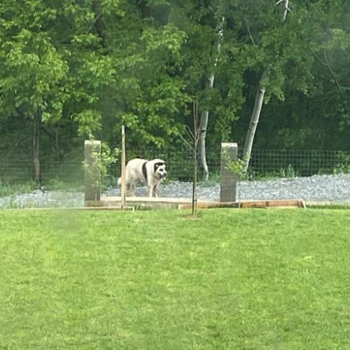 Câine ciobanesc în dificultate, găsit în comuna Feleacu