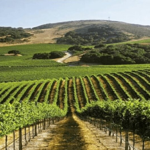 Vinul, o resursă strategică ignorată în România, propune o revoluție economică