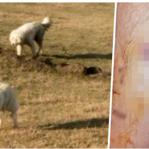 Atac violent al câinilor în Florești, Cluj-Napoca