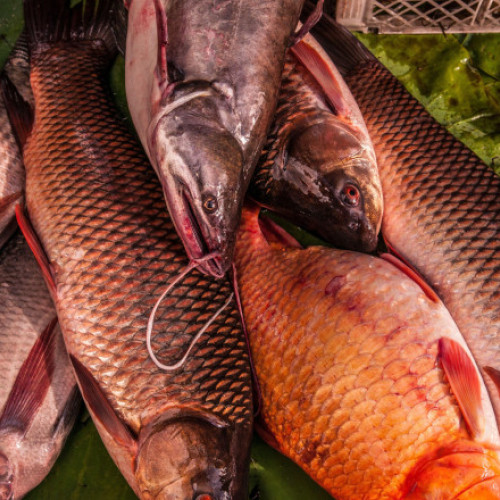 Peste pentru bilete la meciul dintre Bodo/Glimt și Tottenham