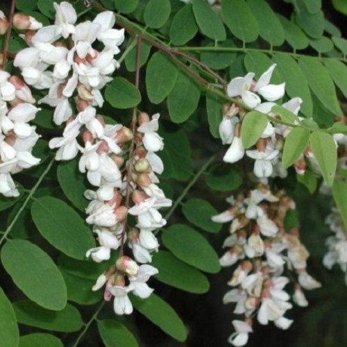 Florile de salcâm: Utilizări și beneficii