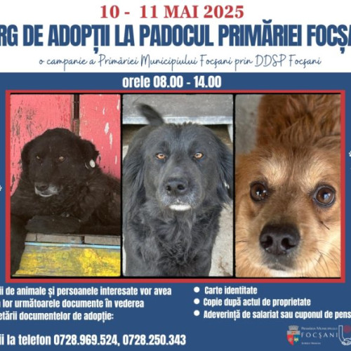 Târg de adopție la adăpostul de animale din Golești