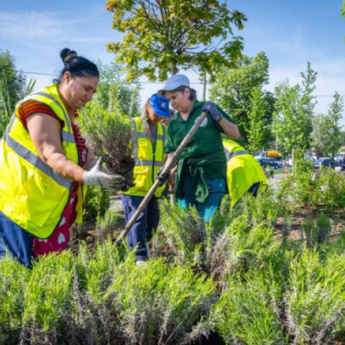 Sectorul 6 pregătește o explozie de culoare și parfum