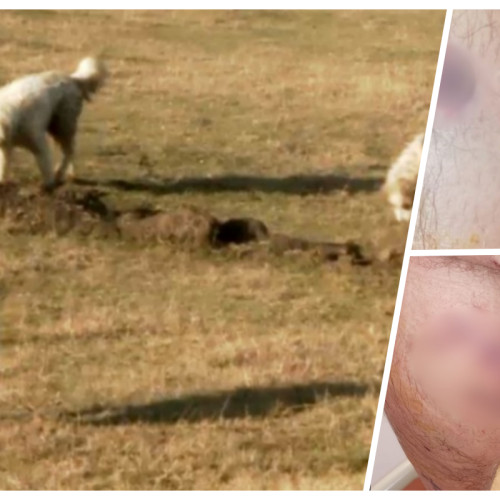 Incident grav în Florești: un bărbat atacat de o haită de câini