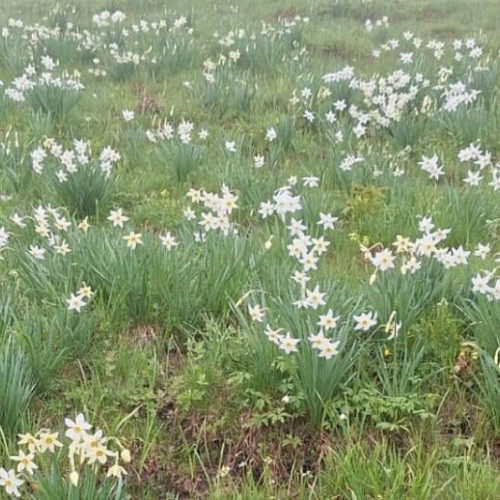 &quot;Omuletul portocaliu&quot; va conduce vizitatorii spre Poiana cu narcise