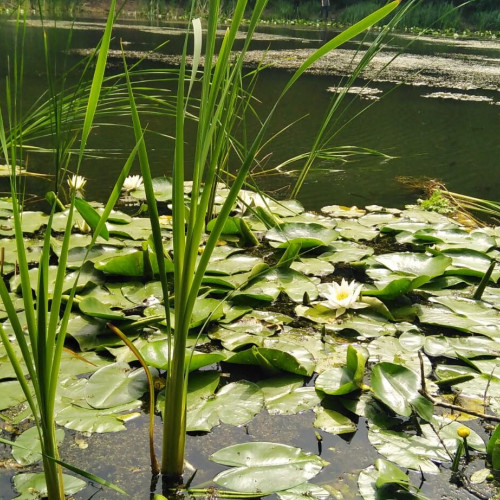 Memorialul Ipotesti caută soluții pentru a crește nivelul apei din "Lacul cu nuferi"