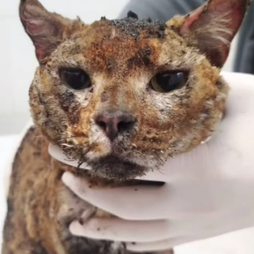 Atac rusesc în Kiev: O familie de voluntari a fost ucisă