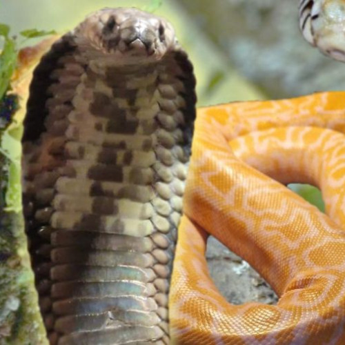 Vernisajul expoziției "REPTILE EXOTICE VII" la Bacău