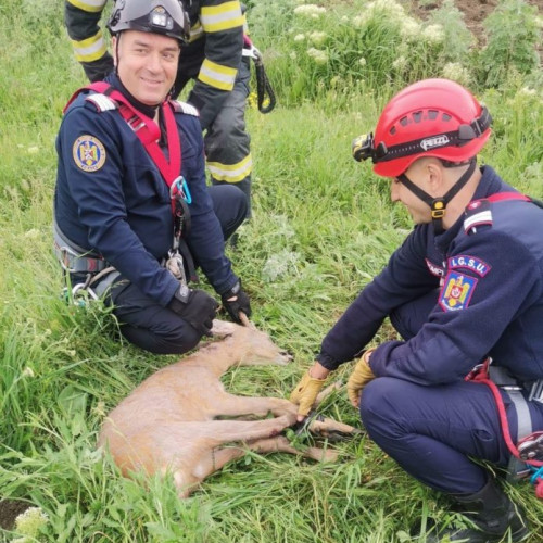 Caprior ranit salvat de pompierii din Botoșani
