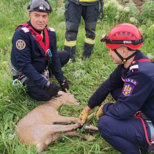 Pompierii botosaneni salvează un caprior căzut într-un puț