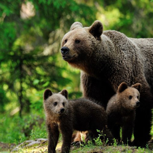 Ursoaica și puii săi, zăriți în comuna Damuc, Neamț