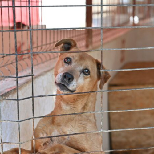 Acțiune de sterilizare la adăpostul de animale din Butimanu