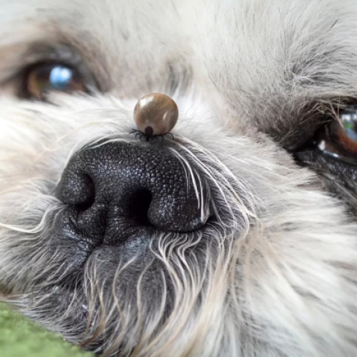 Locuitorii din Manastur, îngrijorați de infestarea cu căpușe